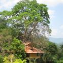 01 Tree Tops